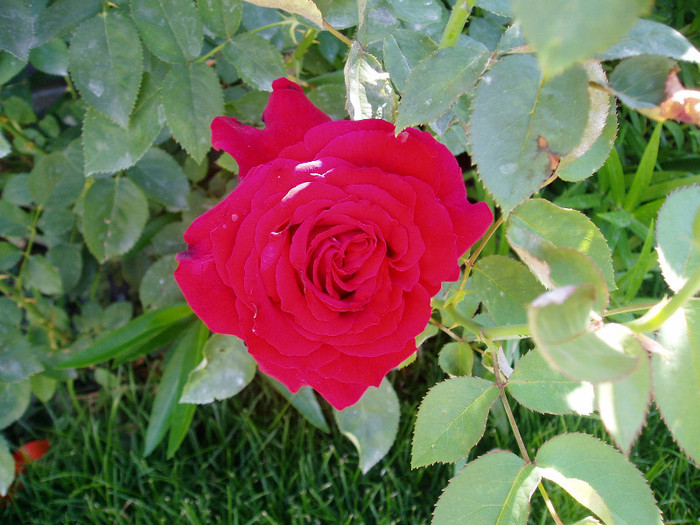 P1010111 - Mai - Iunie