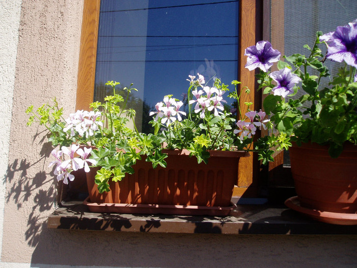 am si eu muscatele frumoase - Mai - Iunie