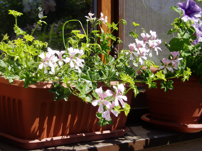 P1010115 - Mai - Iunie