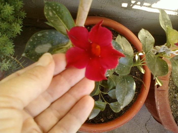 dipladenia rosie