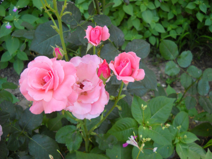 DSCN1760; Trandafir roz
