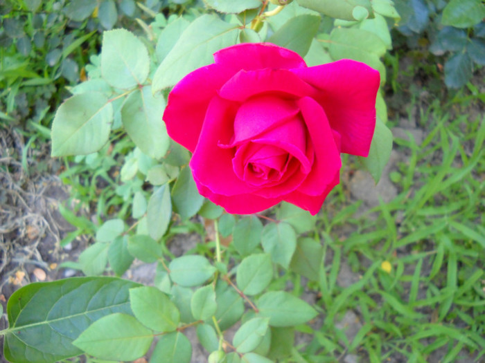 DSCN1761; Trandafir rosu

