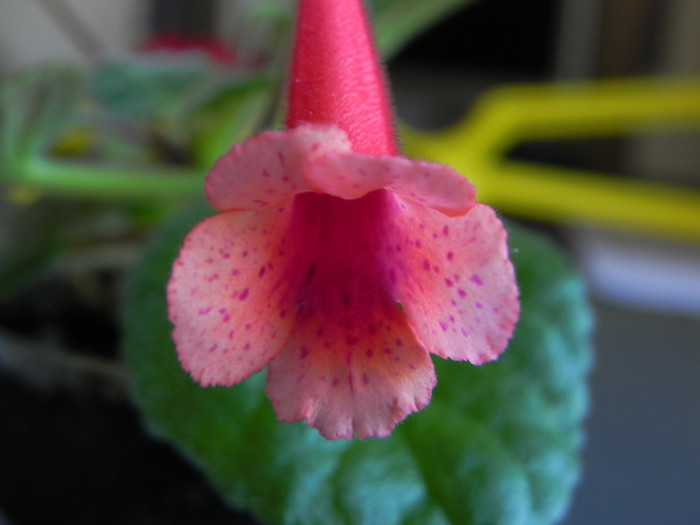 Ozark Coral Freckles - Sinningia