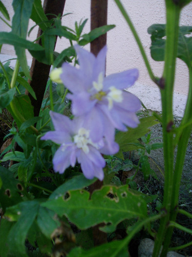 P1010113 - Mai - Iunie