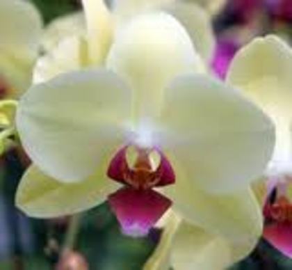 9. varsator-orhidee - Floarea potrivita pentru zodia ta