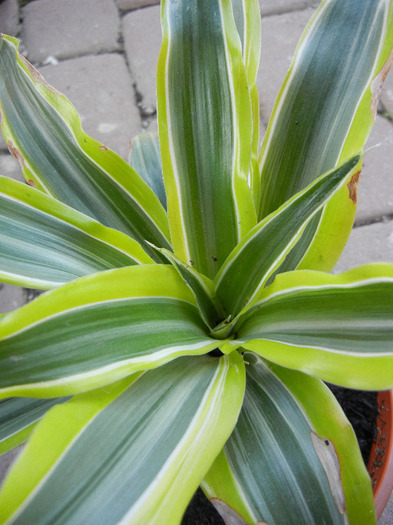 Dracaena Lemon Lime (2011, Aug.24)