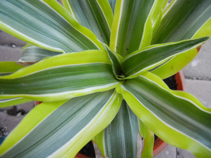 Dracaena Lemon Lime (2011, Aug.24) - Dracaena fr Lemon Lime