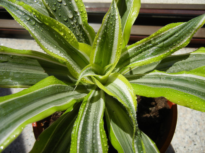 Dracaena Lemon Lime (2012, Jun.19) - Dracaena fr Lemon Lime