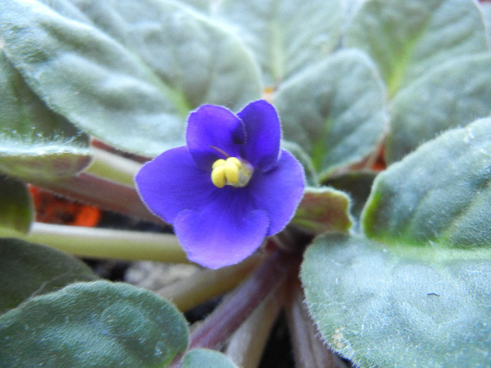 Blue African Violet (2012, June 19) - Saintpaulia Blue