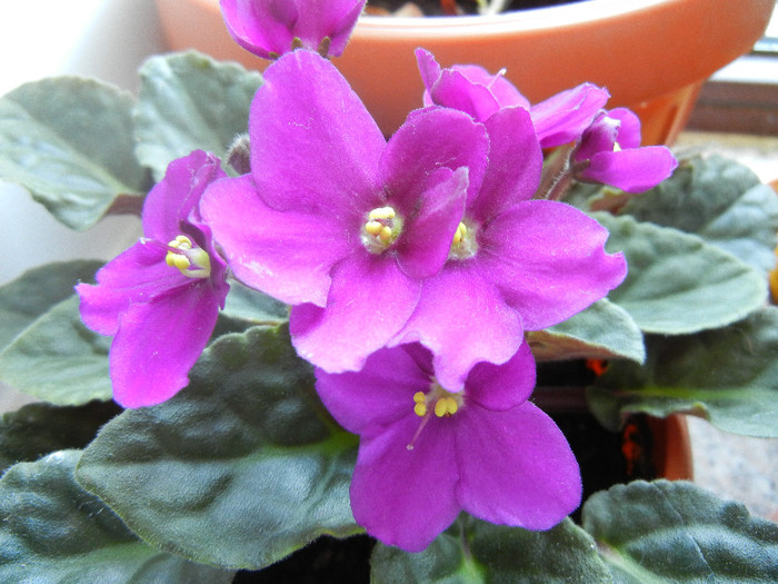 Violet Saintpaulia (2012, June 19)