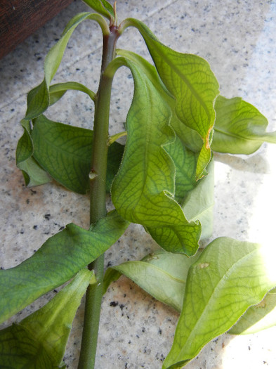 Synadenium cupulare (2012, June 19)