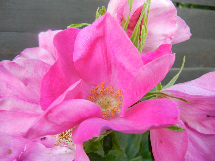 Rosa rugosa (2012, June 16)