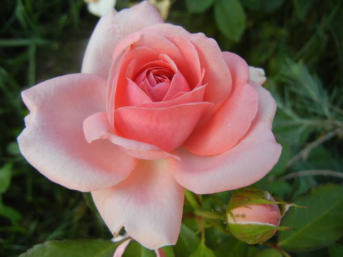 Rose Pleasure (2012, June 16) - Rose Pleasure