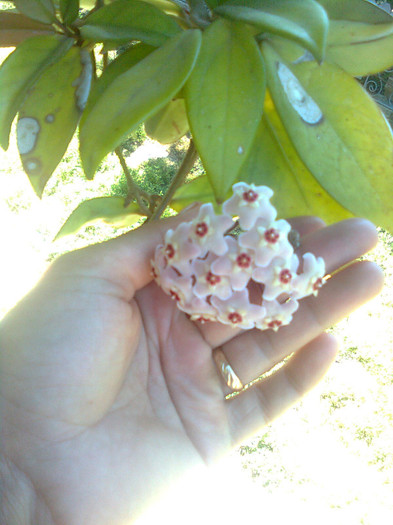 hoia mea,are si ea o floare