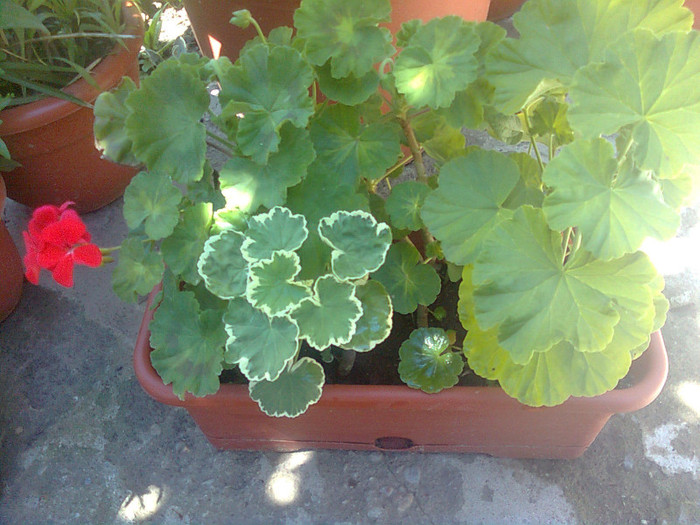 prima muscata inflorita multumesc Nora