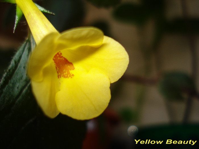 Yellow Beauty (19-06-2012) - Achimenesi 2012