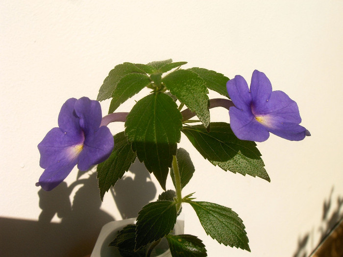 IMAG0028 - ACHIMENES