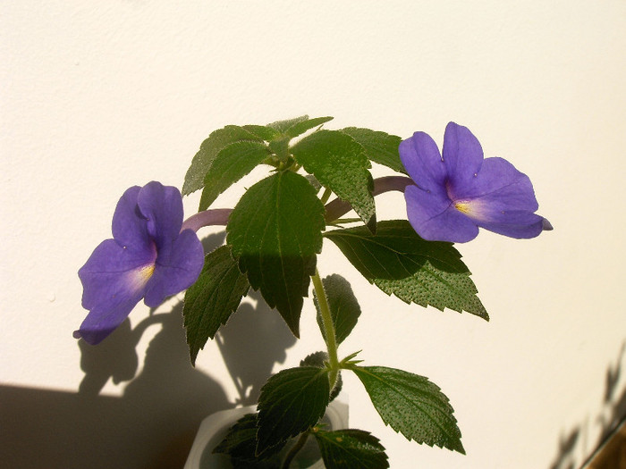 IMAG0029 - ACHIMENES