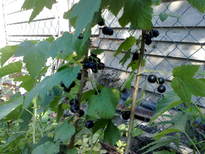 10062012 - recolte 2012