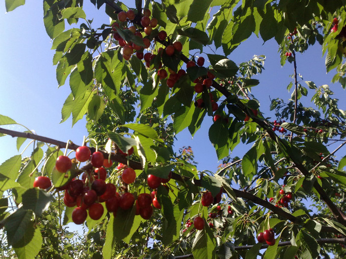 10062012 - recolte 2012