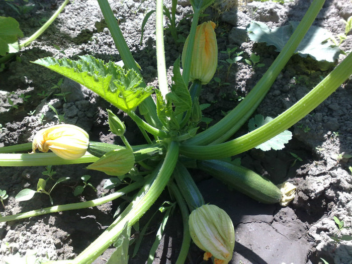 11062012 - recolte 2012