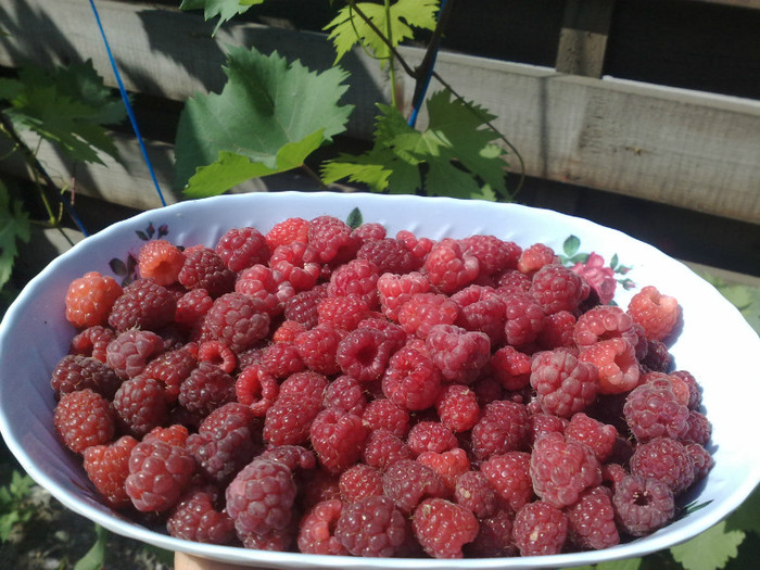 12062012 - recolte 2012