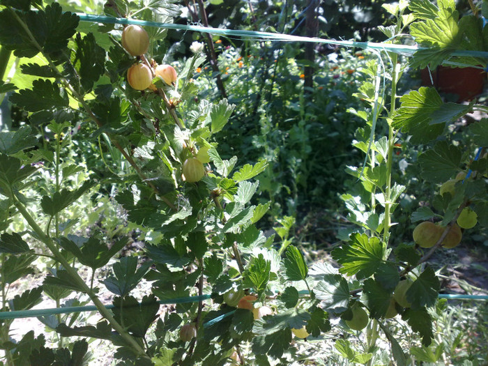 11062012 - recolte 2012