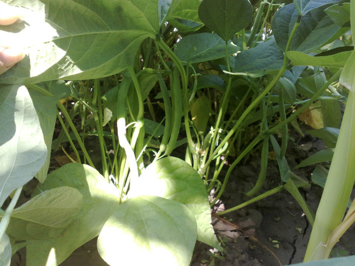 17062012 - recolte 2012