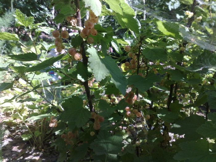 10062012 - recolte 2012