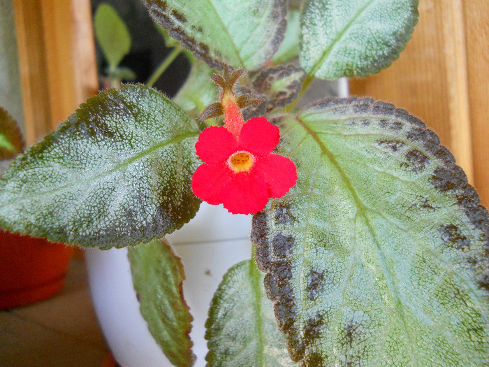 episcia - CHIRITA 2012