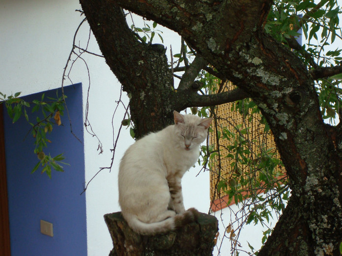 liniste ca viseaza soricei..!!