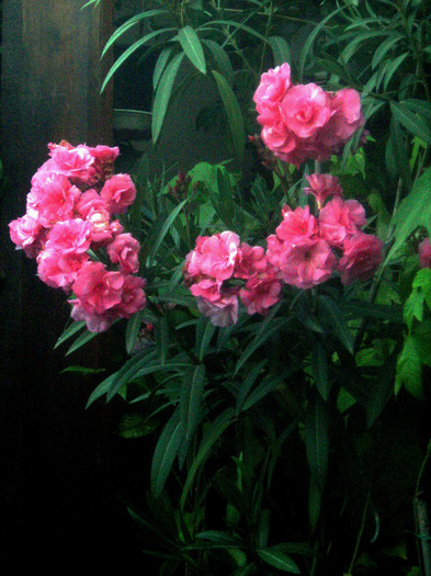 leandru roz - arbusti