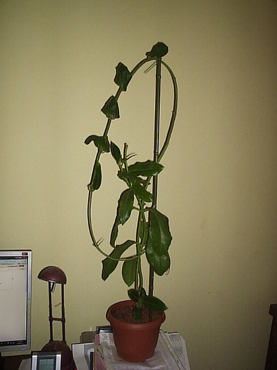 19.06.2012 - Hoya Imperialis