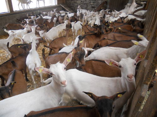 50 iedute la 4 luni cu acte de vanzare