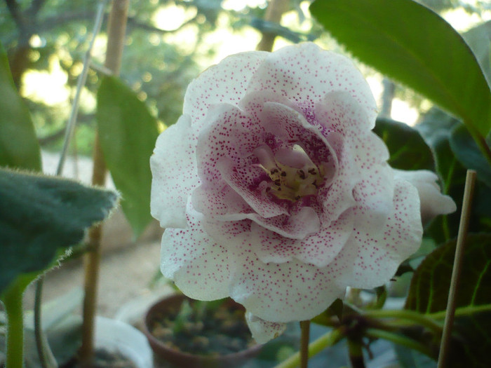 19.06.2012 - zzz-GLOXINIA 2012-iesite din colectie