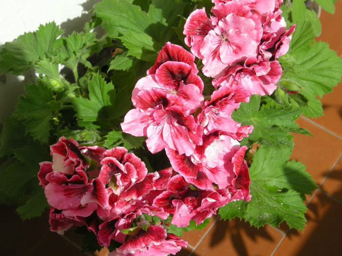 Pelargonium_grandiflorum - Imi doresc -muscate