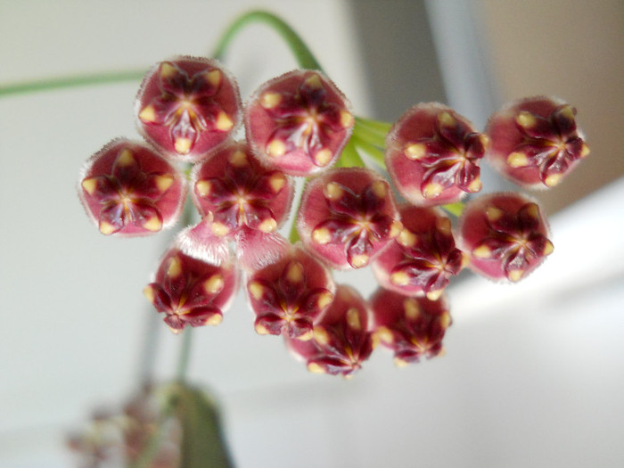 hoya wayetii