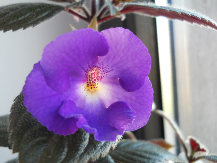 Purple king -primul achi 19.06 - achimenes 2012