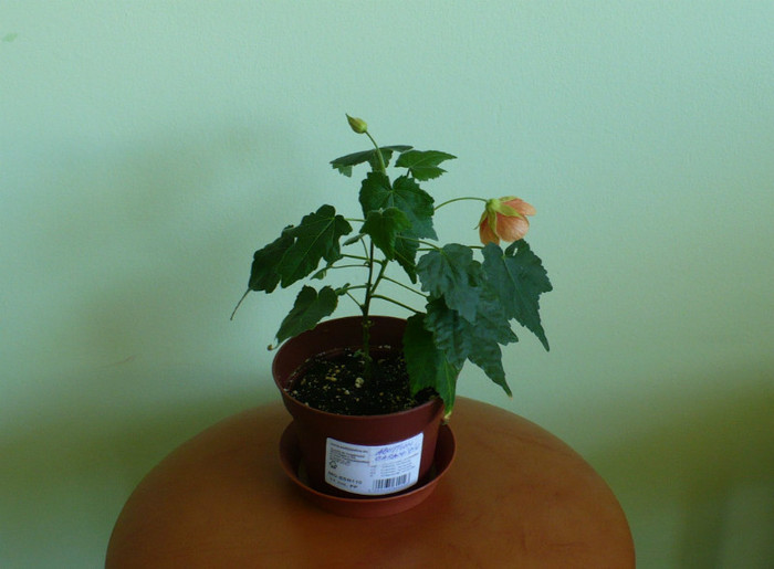 19 iunie - Abutiloni 2012