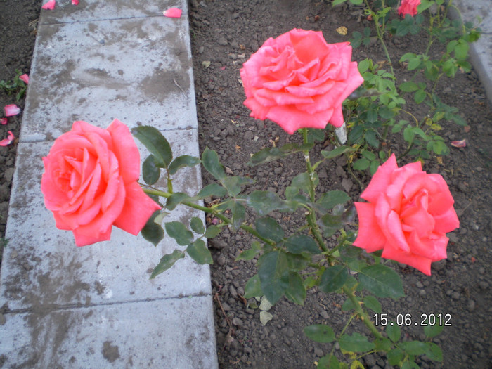SUPER STAR ROSEN TANTAU - 2012 GRADINA DE TRANDAFIRI