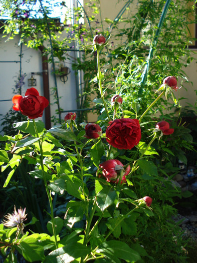 DSC04704 - Trandafiri 2012