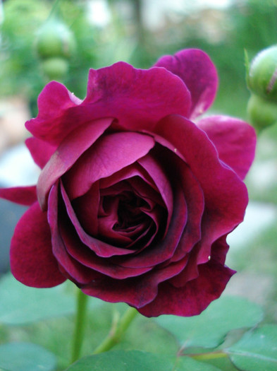 "Tradescant" - Trandafiri 2012