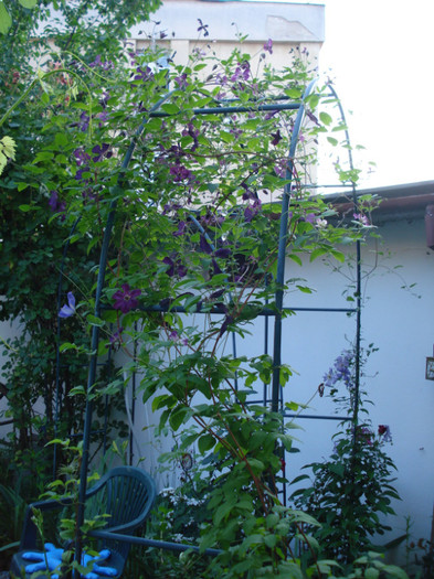 DSC04774 - Clematis 2012