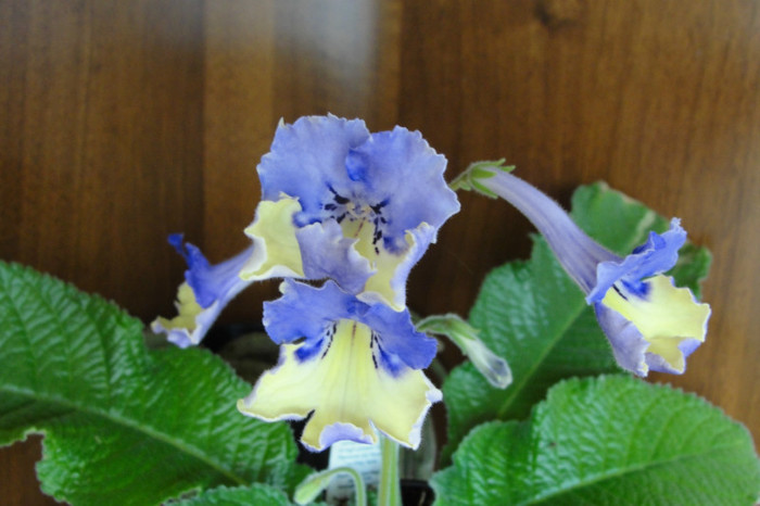 Harlequin Blue - Streptocarpus Dibleys- am renuntat la ei