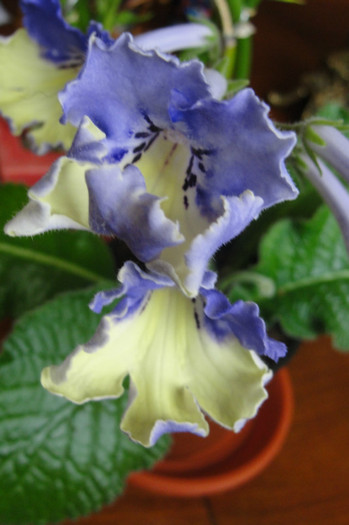 Harlequin Blue - Streptocarpus Dibleys- am renuntat la ei