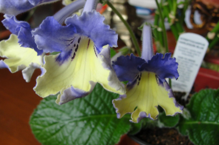  - Streptocarpus Dibleys- am renuntat la ei