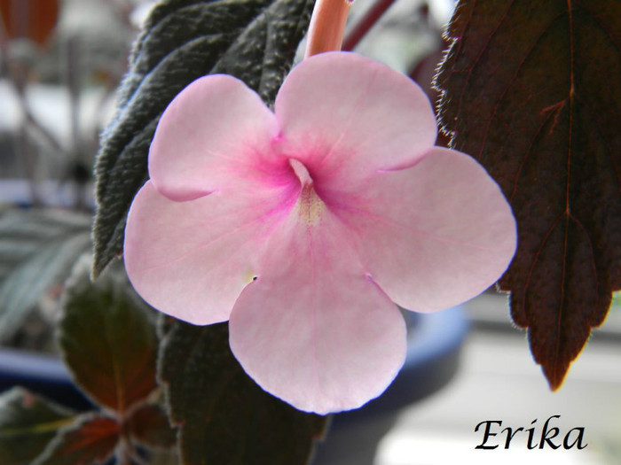 Peach Blossoms 13-06-2012 - ACHIMENES  - varietati