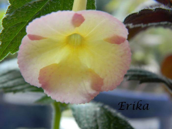 Sauline 13-06-2012 - ACHIMENES  - varietati