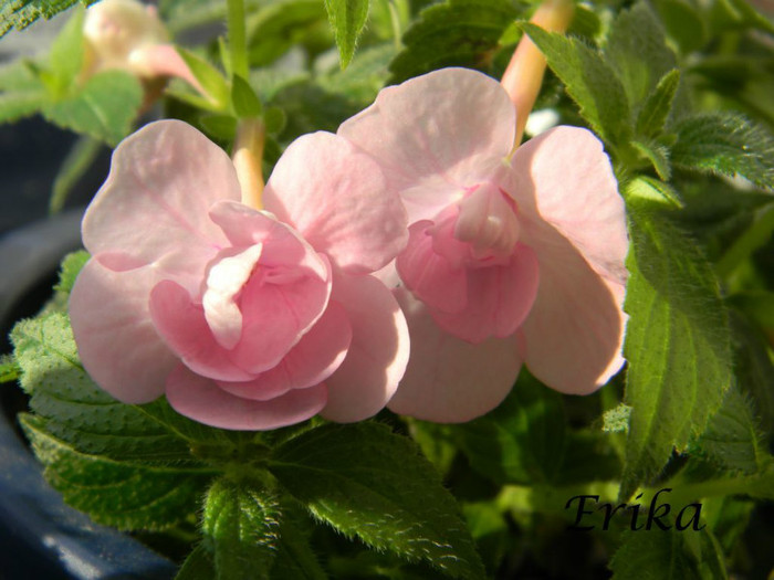 Double Pink Rose 19-06-2012 - ACHIMENES  - varietati
