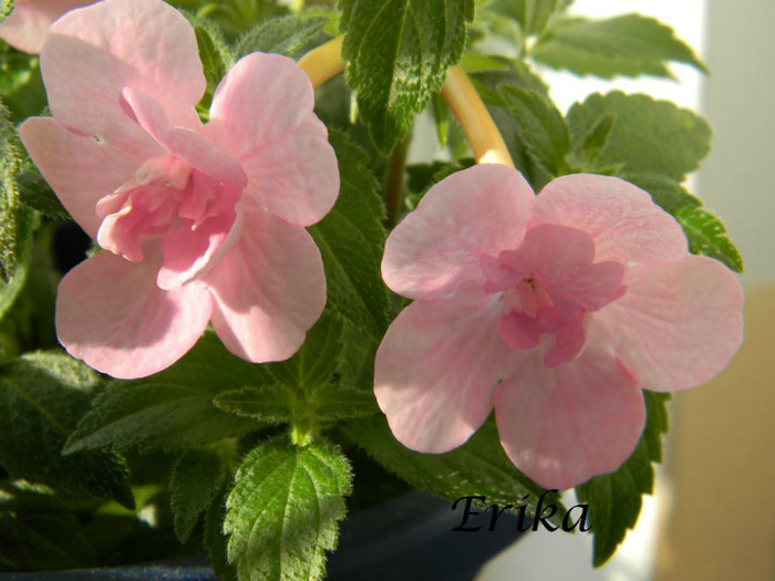 Double Pink Rose 19-06-2012 - ACHIMENES  - varietati